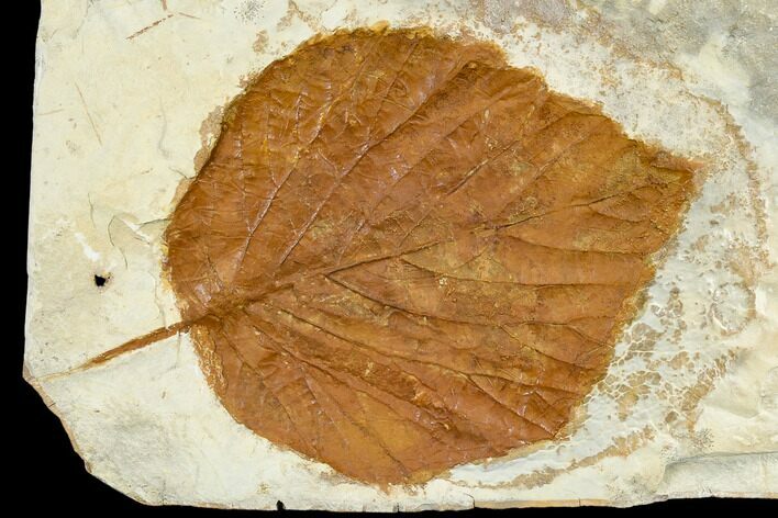 Fossil Leaf (Davidia) - Montana #113219